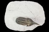 Lanceaspis Trilobite - Extremely Rare Species #70583-3